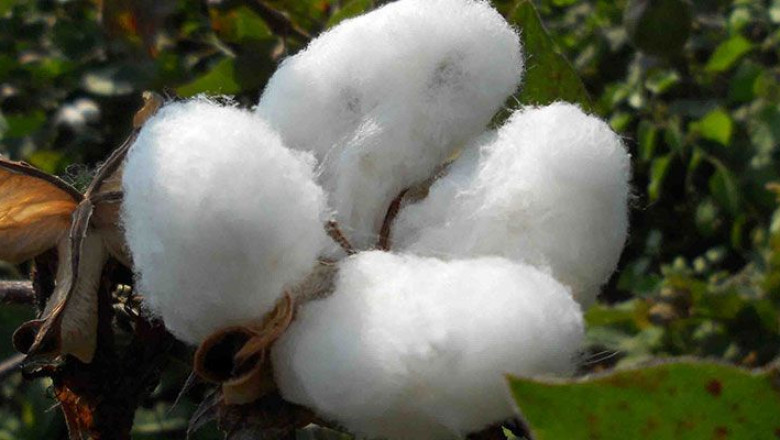 Sustainable practices for cotton farming in India